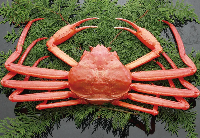 ベニズワイガニ